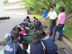 ツシマウラボシシジミ保全のための植栽