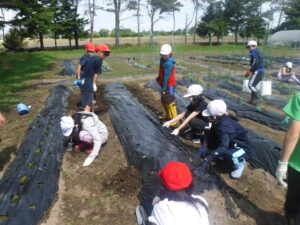 学校農園での野菜作り