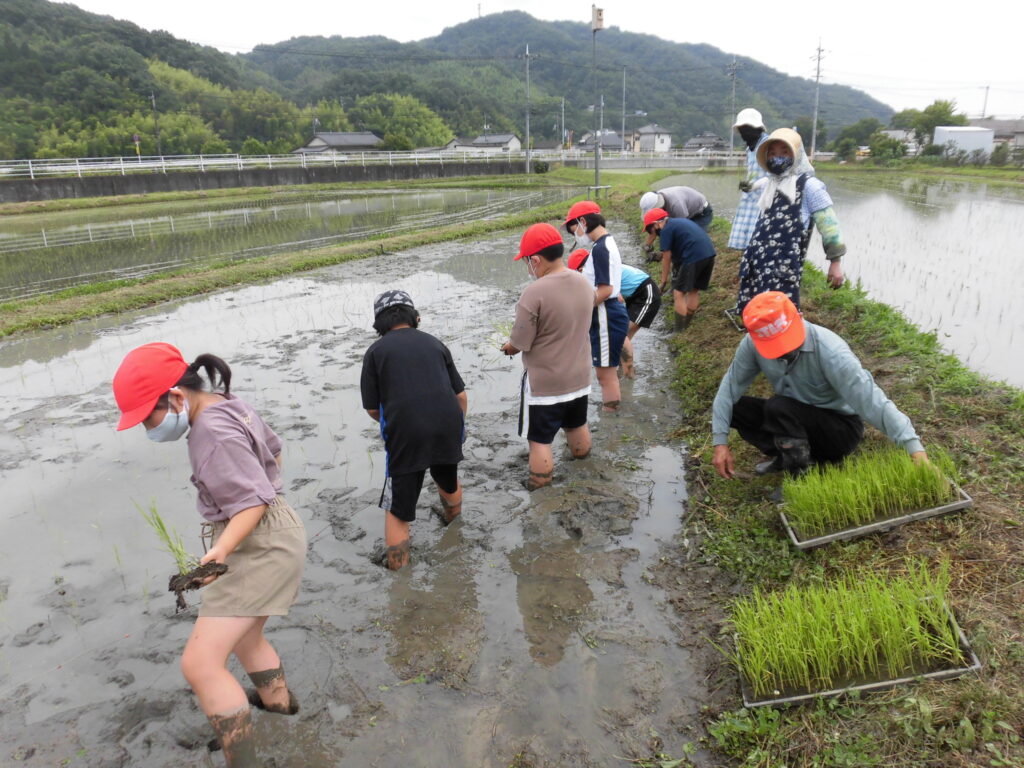 5年生　田植え体験