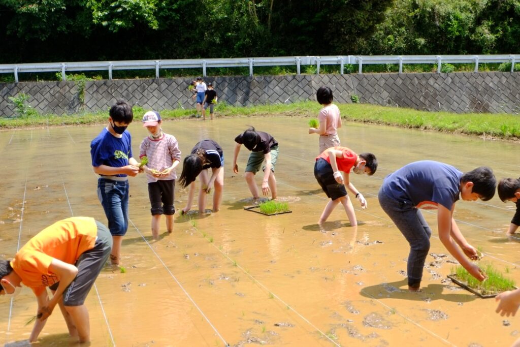 自由の森学園中学校の田んぼづくり