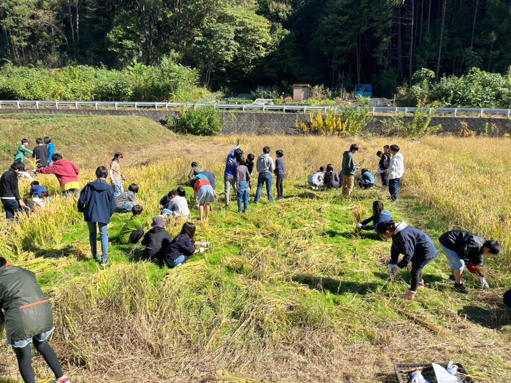 自由の森学園中学の田んぼ