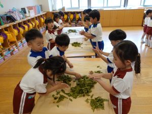 写真５：一生懸命、茶揉みに挑戦する子どもたち