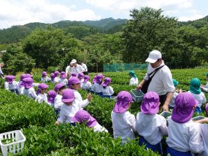 画像４：久万高原町の茶畑で茶摘みを楽しみ子どもたち