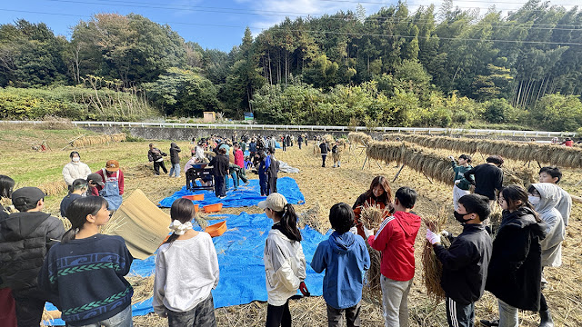 自由の森学園中学校　田んぼづくり　脱穀